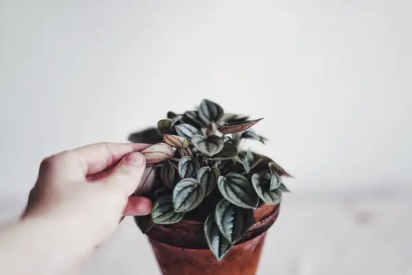 En hand petar försiktigt på en vacker peperomia blomma med mörka, randiga blad i en terrakottakruka.