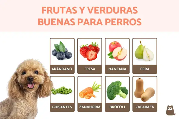 Un caniche sonriente junto a imágenes de arándanos, fresas, manzanas, peras, guisantes, zanahorias, brócoli y calabaza, mostrando comidas para perros saludables.