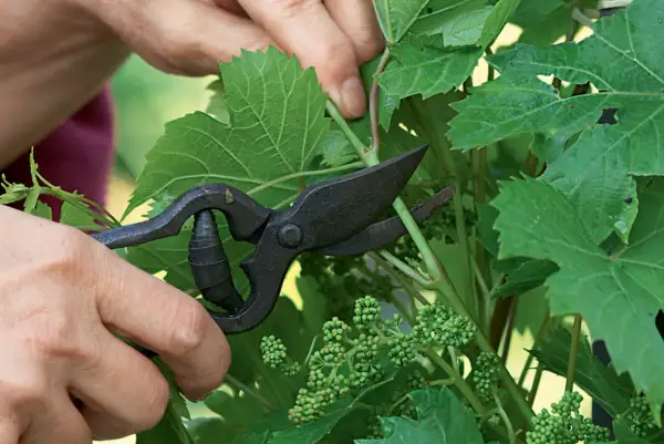 Main des mains coupant une jeune pousse de vigne grimpante avec des ciseaux. Petits grains de raisin verts visibles.