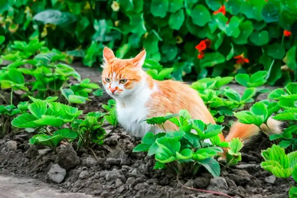 En orangevit katt smyger i jordgubbslandet. Hur ska man få bort katter från tomten när de är så söta?