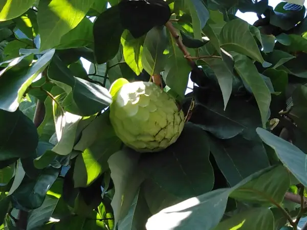 Annona verde su un ramo, tra foglie lussureggianti. Ci si chiede dopo quanti anni fruttifica l'annona, ma questa è già pronta per essere raccolta.