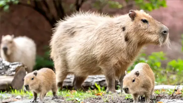 Kapibara z młodymi w zoo Wrocław. Rodzina kapibar relaksuje się na trawie, jedno z maluchów przygląda się światu.