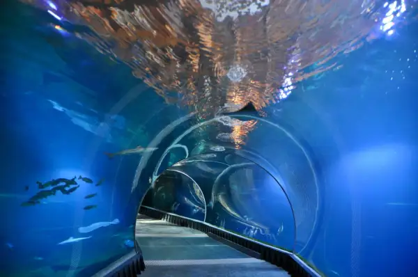 Podwodny tunel w zoo we Wrocławiu. Ryby pływają wokół, a nad głową widać odbicia światła na powierzchni wody.