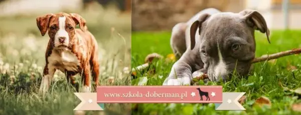 Jak wytresować amstaffa? Poradnik dla zrównoważonego psa