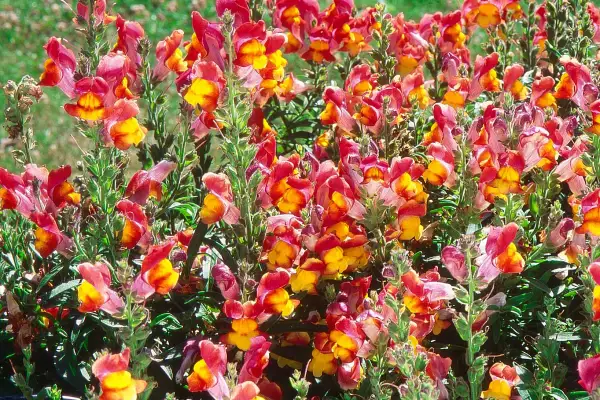 Un parterre de muflier fleur aux couleurs vives, mêlant le rose, le rouge et le jaune, illumine le jardin.