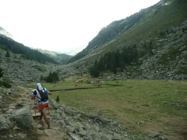 Un coureur prépare son plan entrainement trail 50 km dans une vallée montagneuse, traversant un sentier rocailleux avec des vaches en pâturage.