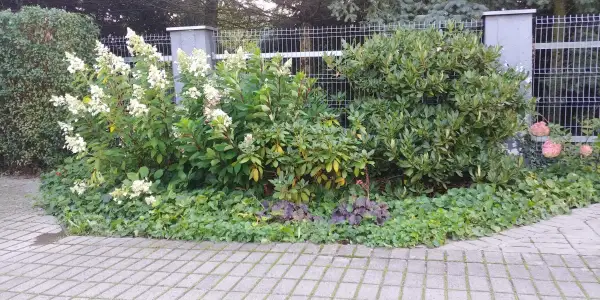 Co można posadzić na przydomowej oczyszczalni, aby uniknąć problemów?