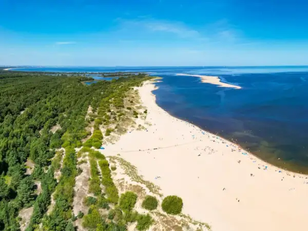 Szeroka, piaszczysta dzika plaża z zielonym lasem sosnowym w tle i błękitnym morzem.