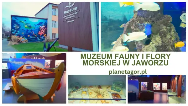 Muzeum Fauny i Flory Morskiej i Śródlądowej w Jaworzu zaprasza do odkrywania podwodnego świata. Zobacz akwaria, morskie stworzenia i wystawy.