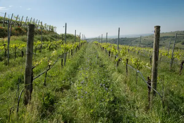 Filari di vite giovani in un vigneto con erba alta e fiori viola. Il sovescio vigneto favorisce la biodiversità.