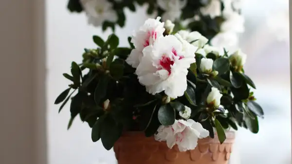 En kruka med en vacker azalea blomma i full blom. De vita kronbladen har rosa inslag och omges av mörkgröna blad.
