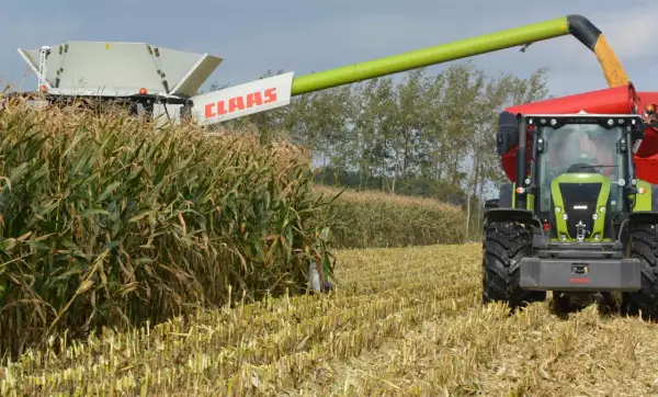Kombajn Claas zbiera kukurydzę na ziarno. Złote ziarna lecą z rury do przyczepy ciągnika.
