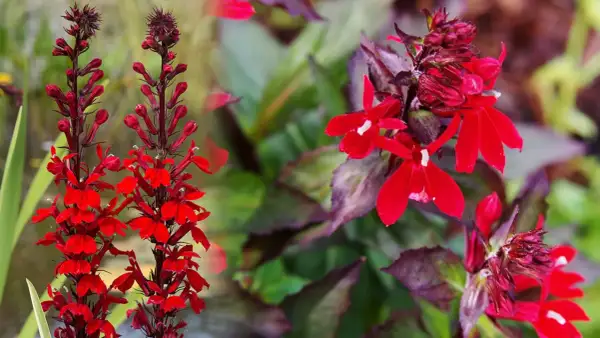 Lobelia czerwona uprawa: Intensywnie czerwone kwiaty lobelii na tle zielonych liści.