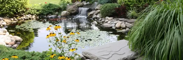 Un étang de jardin paisible avec des poissons rouges, des nénuphars et une cascade. Les fleurs jaunes égayent le paysage, mais attention aux moustiques !