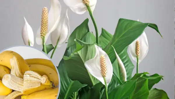 Bananowy nawóz z bananów do jakich roślin? Skórki bananów wzbogacą ziemię dla paproci i innych roślin domowych.
