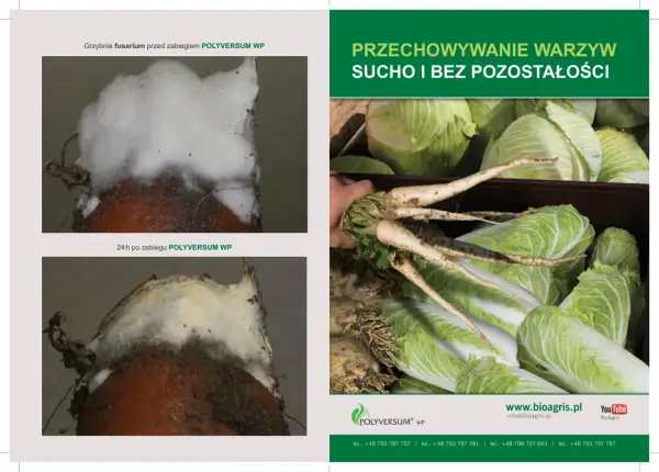 Grzybnia fusarium przed i po zabiegu POLYVERSUM WP. Stosuj POLYVERSUM WP, by chronić warzywa przed pleśnią podczas przechowywania.