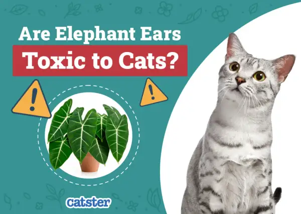 Are Elephant Ears toxic to cats? A curious cat looks at a potted Alocasia plant, with warning signs indicating potential danger.