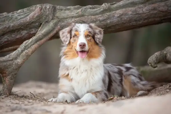 Ein wunderschöner Australian Shepherd Spitz Mix liegt entspannt unter einem Baumstamm. Sein Fell ist mehrfarbig, mit braunen, weißen und grauen Flecken.