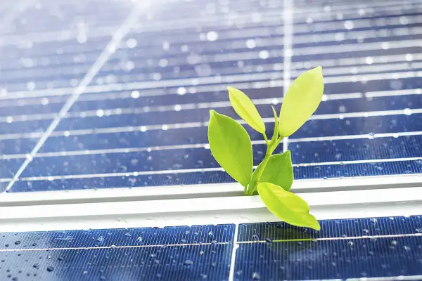 Un brote verde emerge entre las placas solares, mostrando lo que no te cuentan de las placas solares: su potencial para la vida y la renovación.