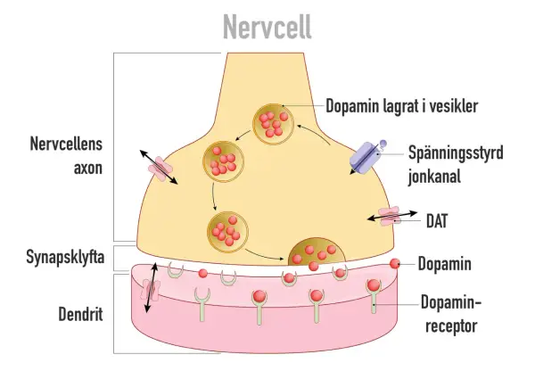 Illustration av en nervcellssynaps. Dopamin frigörs och binder till receptorer, en process som kan påverkas av alkohol.