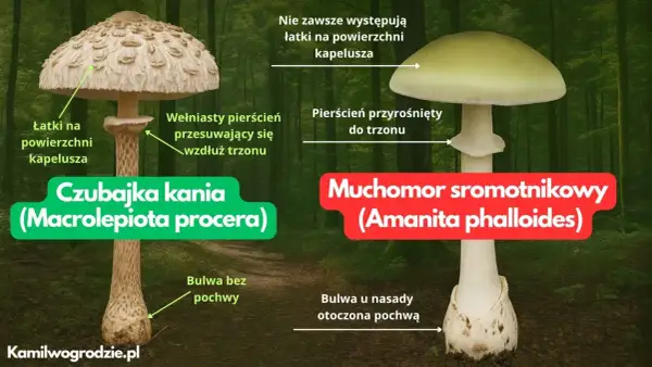 Jak odróżnić kanię od muchomora: czubajka kania ma łuski na kapeluszu i ruchomy pierścień, muchomor sromotnikowy ma gładki kapelusz i pierścień przyrośnięty do trzonu.