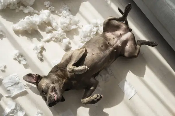 Perro tumbado boca arriba en el suelo, rodeado de restos de papel y relleno de cojín. Podría ser un signo de ansiedad por separación en perros.