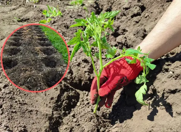 Ręka w czerwonej rękawiczce sadzi pomidora. Widać przygotowane dołki w ziemi, co zapowiada udane sadzenie pomidorów.
