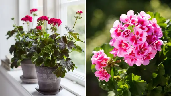 Två krukor med pelargoner. Den vänstra visar mörka blad och rosa blommor vid ett fönster. Den högra visar en närbild på klara rosa blommor.