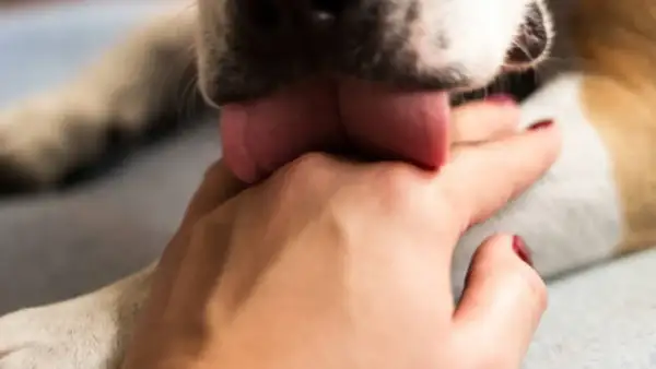 Mi perro me lame mucho, su lengua rosada se posa tiernamente sobre mi mano.