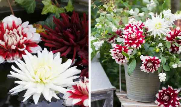 Vackra dahlia i kruka, både flytande i vatten och i en grå kruka, med vita och mörkröda blommor.