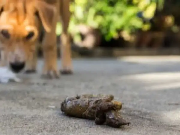 Un perro marrón se agacha para comer cacas de la calle.