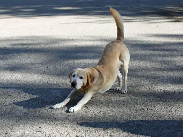 Ein heller Labrador streckt sich auf dem Boden, sein Schwanz wedelt erwartungsvoll. Der Hund stellt sich mir vor, bereit zum Spielen.