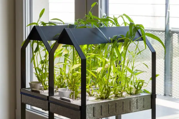 Un rigoglioso orto idroponico con piante verdi lussureggianti cresce in un sistema moderno, vicino a una finestra.