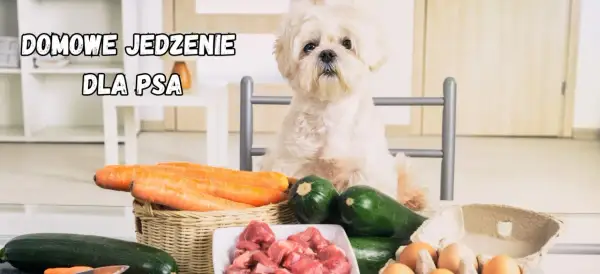 Biały piesek czeka na swoją domową dietę dla psa: marchew, cukinia, mięso i jajka.
