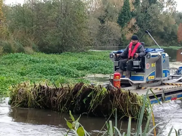 Un opérateur sur une barge retire la jussie rampante envahissante d'un cours d'eau, protégeant ainsi l'écosystème.