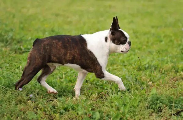Boston terrier z uszami jak nietoperz biegnie przez zieloną trawę, ciesząc się wiosennym dniem.