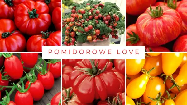 Kolaż zdjęć prezentujący różne odmiany pomidorów: od dużych, karbowanych, przez drobne koktajlowe, po żółte, podłużne.