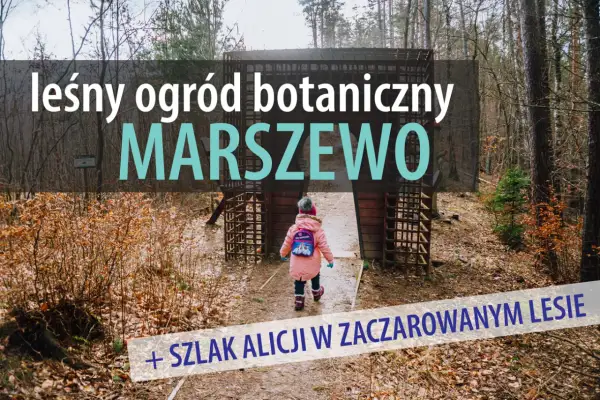 Dziecko wchodzi do leśnego ogrodu botanicznego Marszewo, odkrywając szlak Alicji w zaczarowanym lesie.