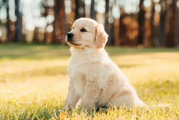 Uroczy szczeniak golden retriever siedzi na trawie. Zastanawia się, co może jeść szczeniak oprócz karmy, np. kawałek jabłka.