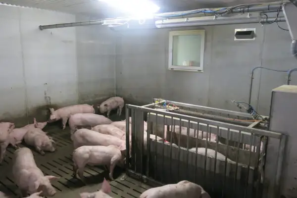 Des porcelets roses dans un enclos intérieur, prêts pour leur vermifuge porc plein air.