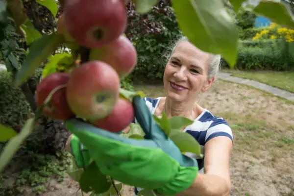 Frau mit grünen Handschuhen erntet reife Äpfel von einem Baum. Sie lächelt, während sie sich um den Apfelbaum kümmert.