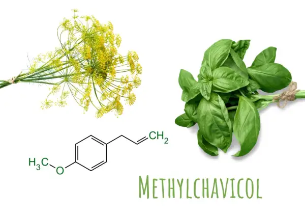 Basilikum und Dill mit chemischer Formel von Methylchavicol. Die **basilikum wirkung psyche** wird durch diese Verbindung beeinflusst.