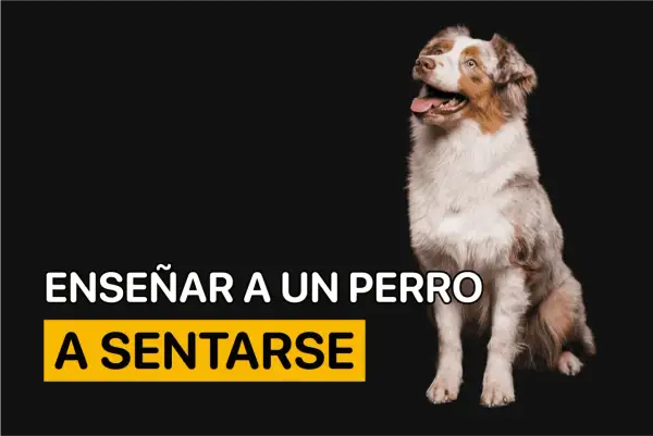Un perro australiano mira expectante. El texto indica "Enseñar a un perro a sentarse", una guía para entrenar a tu mascota.
