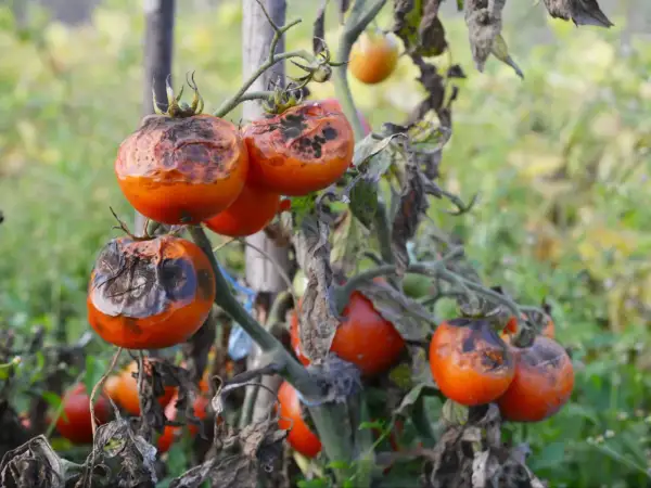Pomidory z czarnymi, gnijącymi plamami, które pokazują, jak wygląda zaraza ziemniaczana na pomidorach.
