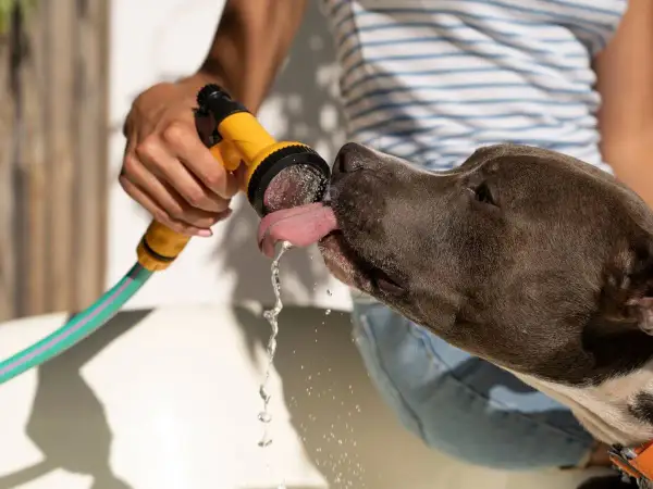 Mi perro no bebe agua de su cuenco, pero le encanta lamer el agua de la manguera.