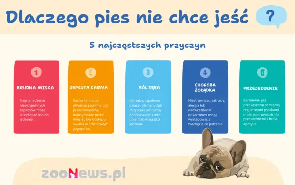 Dlaczego pies nie chce jeść? 5 przyczyn: brudna miska, zepsuta karma, ból zęba, choroba żołądka, przejedzenie. Piesek wygląda na smutnego.
