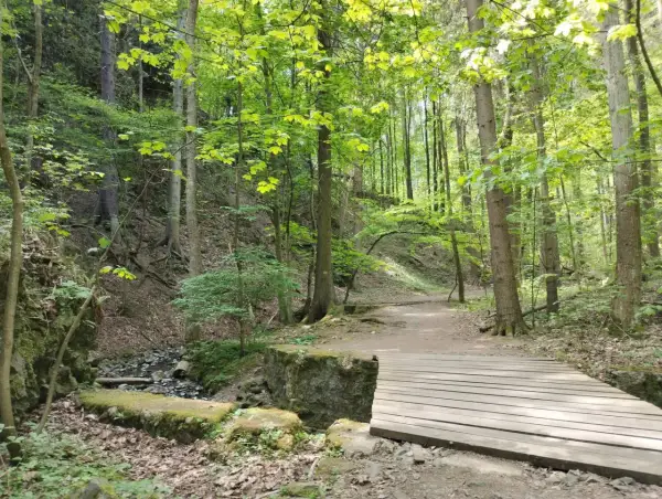 Zielony, leśny wąwóz myśliborski z drewnianym mostkiem nad strumieniem.
