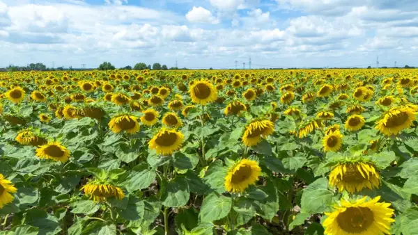 Ein weites Feld voller sonnenblumen pflanzen unter einem blauen Himmel mit weißen Wolken.