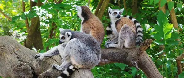 Veterinario Faunia: Encuentra la mejor atención para tu mascota