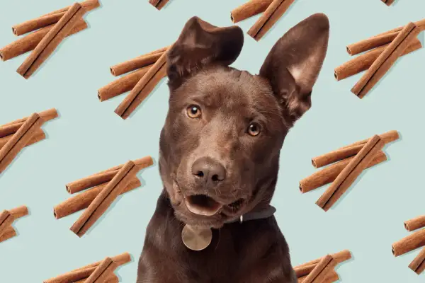 Un perro marrón mira curioso, rodeado de canela. ¿Sabías que los perros pueden comer canela en pequeñas cantidades?